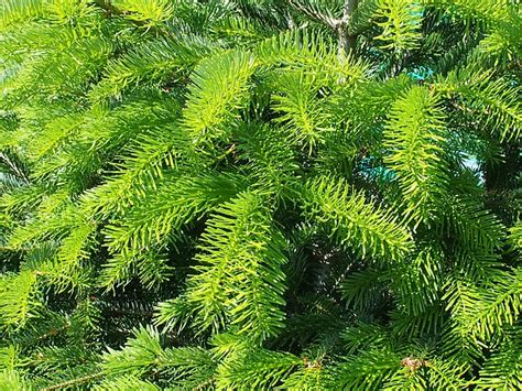 fir tree close  green  photo  pixabay pixabay