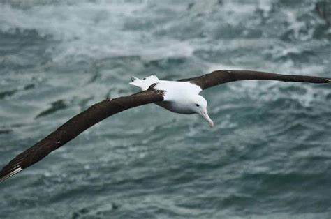 Dunedin Otago Peninsula Wildlife Cruise And Larnach Castle Lt Cs