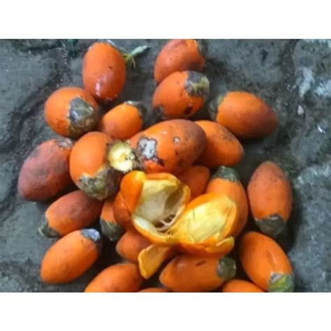 Jual Buah Pinang Tua Jambe Tua Matang Kg Shopee Indonesia