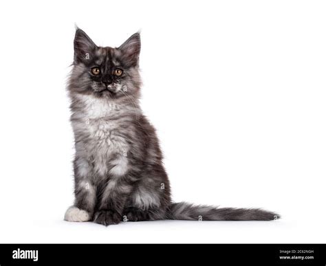 Majestic Black Smoke Maine Coon Cat Kitten Sitting Side Ways Looking