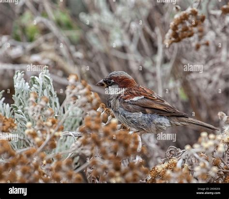 Male House Sparrow Stock Photo - Alamy