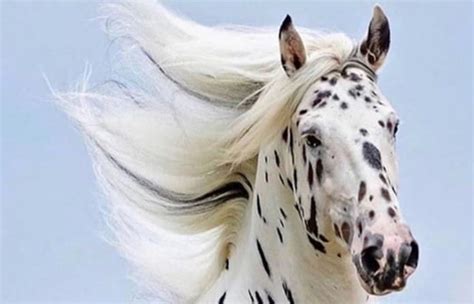 102 Awesome Spotted Horse Names Petpress