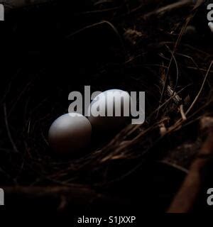 Spotted dove eggs Stock Photo - Alamy