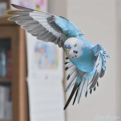 にの実 そら on Twitter RT hirohero ちょっと通りますよ セキセイインコ