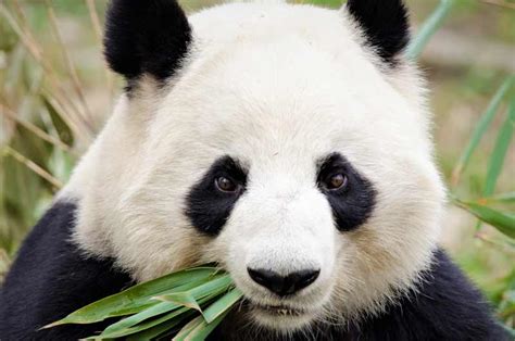 La Alimentación del Oso Panda Osos10