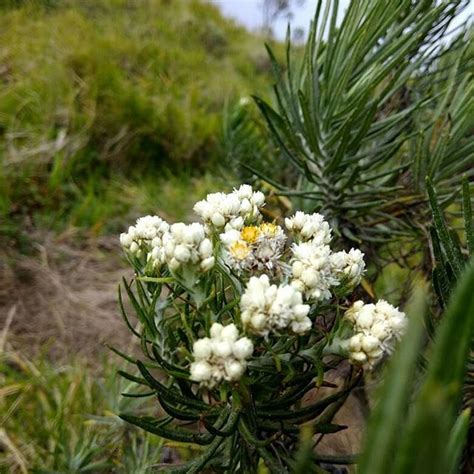 Jenis Bunga Edelweiss Bunga Abadi Yang Punya Makna Berbeda Di Eropa