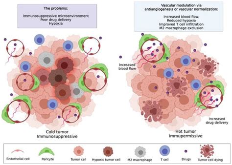 Cancers Free Full Text Improved Immunotherapy Efficacy By Vascular