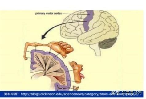 妥瑞症，致病原因机理分析 知乎