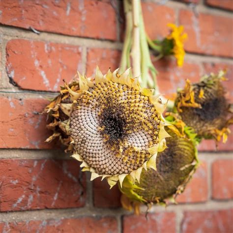 How To Dry Sunflowers Flying Flowers