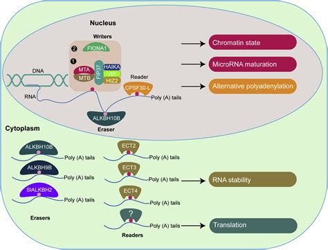 Detection Regulation And Functions Of Rna N Methyladenosine