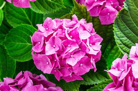 Why Are My Hydrangea Leaves Turning Yellow?