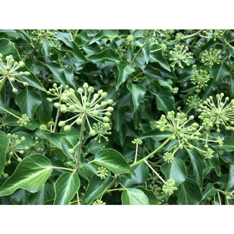 Hedera Helix Arborescens Tree Ivy