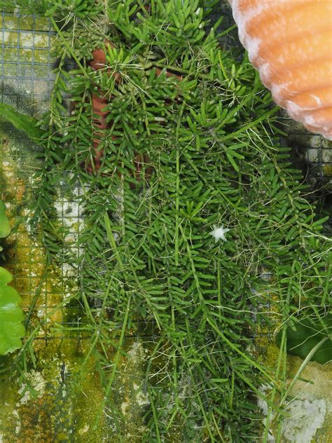 Rhipsalis Mesembryanthoides Haw Plants Of The World Online Kew Science