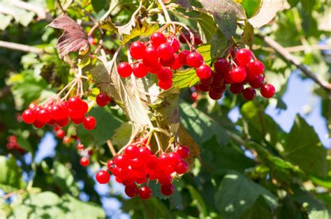 Viburnum Tinus Berries Stock Photos, Pictures & Royalty-Free Images ...