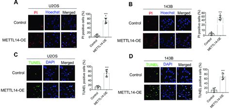 METTL14 Promotes Cell Apoptosis Of U2OS And 143B Cells A And B