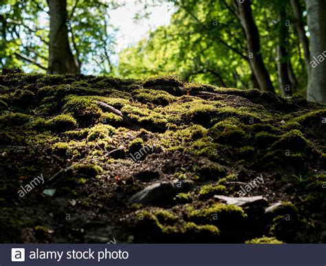 Fussboden Im Wald Hi Res Stock Photography And Images Alamy