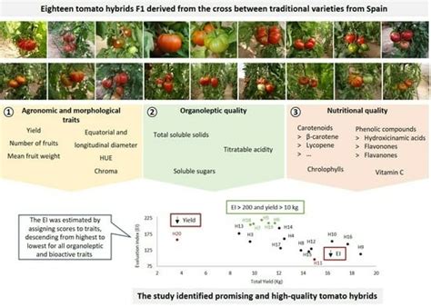 Horticulturae Free Full Text Fruit Agronomic And Quality Traits Of Tomato F1 Hybrids Derived