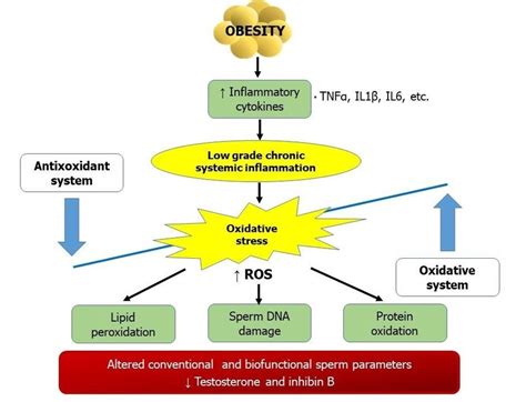 Oxidative Stress Obesity And Male Infertility Download Scientific