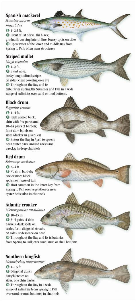 Chesapeake Bay Fish Chart