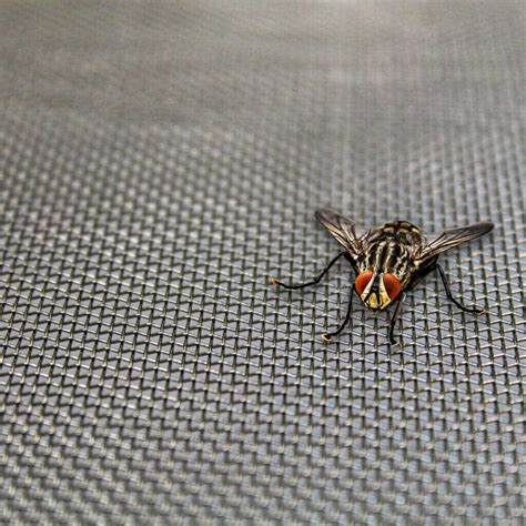 benefits  insect mesh  mesh company