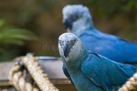 The Spix`s macaw stock image. Image of extinction, little - 184585497