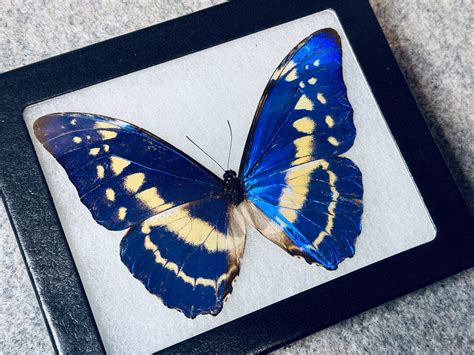 Rare Blue Cypris Morpho Butterfly Morpho Cypris Mounted In A Etsy