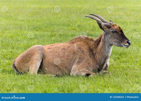 Common Eland Antelope Stock Images - Download 515 Royalty Free Photos