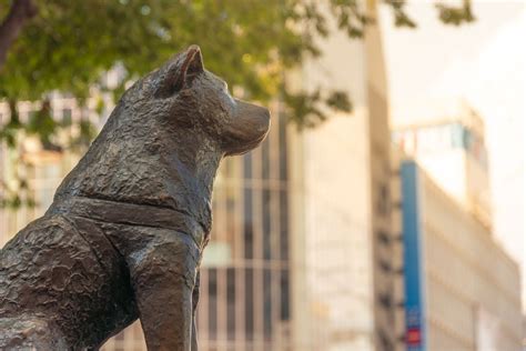 La Statua Di Hachiko Felice All Universit Imperiale Di Tokyo