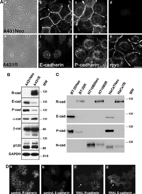 Expression Of Cadherins In A431neo Anda431r Cells A R Cadherin 2 Â