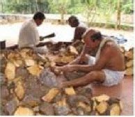 Yam Cultivation