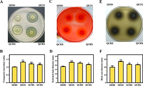 Detection Of The Cellulase Secretion By T Reesei Qeb4 And The Xyr1