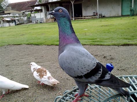 Pusat Dan Gudangnya Informasi Yang Bermanfaat Beberapa Gambar Burung Merpati Hd Terbaru