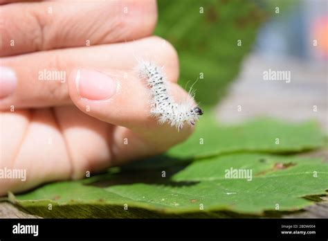 Fuzzy White Hickory Tussock Moth Caterpillar Insect That Can Cause