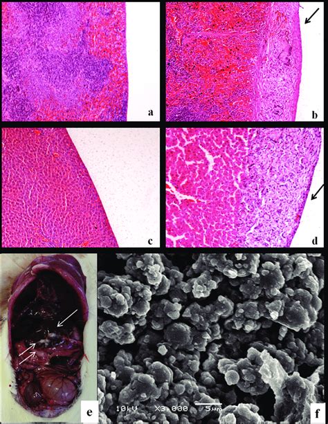 Representative Photomicrographs Using Hematoxylin And Eosin Staining Of