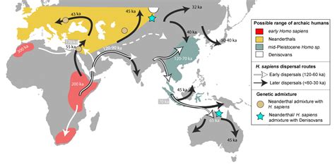 Homo Sapiens Sapiens Definition And Examples Biology Online Dictionary