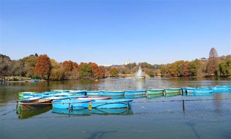 Homage to Zoo Lake, Johannesburg | The Heritage Portal