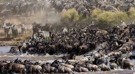 Interesting Facts About The Wildebeest Migration Cycle