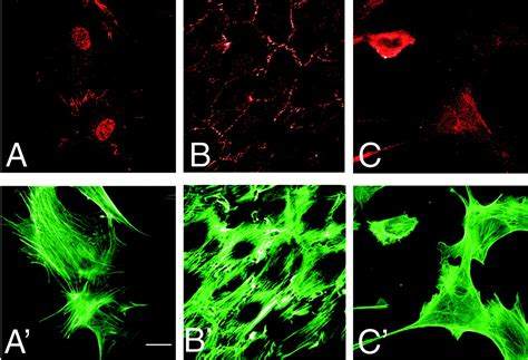 In Fibroblasts Vegf D Expression Is Induced By Cell Cell Contact