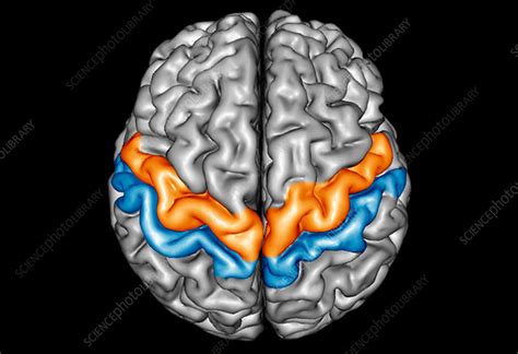 Human Brain Primary Motor And Sensory Cortex 3d Mri Scan Stock