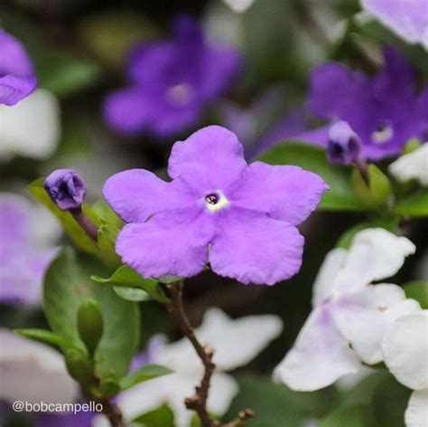 Como cultivar o manacá de cheiro uma planta perfumada e colorida