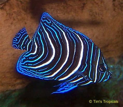 Awasome Black And White Striped Ocean Fish Ideas