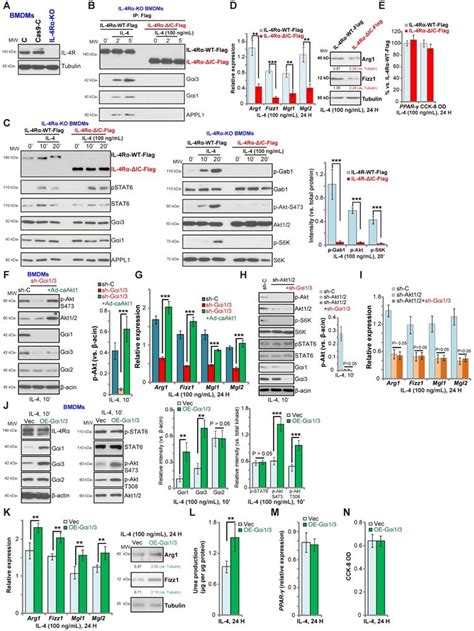 Requirement Of Gαi1 And Gαi3 In Interleukin 4 Induced Signaling