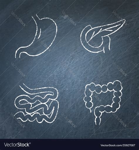 Digestive System Icon Sketch Set On Chalkboard Vector Image