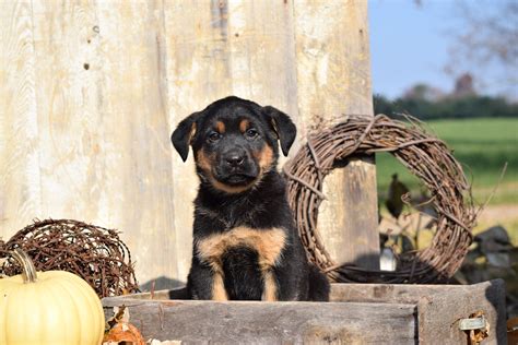 German Shepherd Rottweiler Mix Puppy For Sale Millersburg Ohio Female – AC Puppies LLC