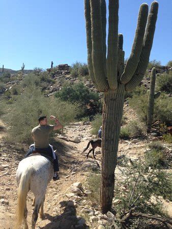 Arizona Horses (Ponderosa Stables and South Mountain Stables) (Phoenix) - All You Need to Know ...