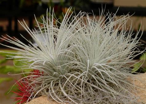 Air Plant Care Tips For Growing Healthy Air Plants Hgtv