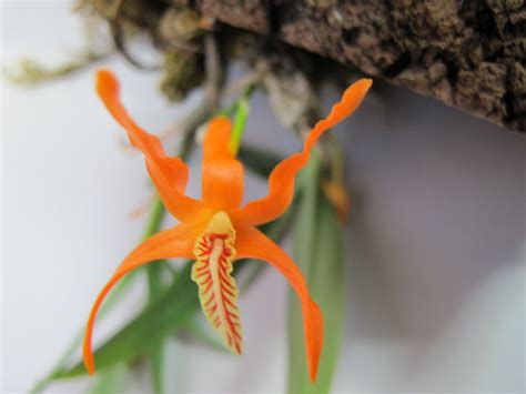 Dendrobium Bellatulum Orchideen Wichmann De Highest Horticultural