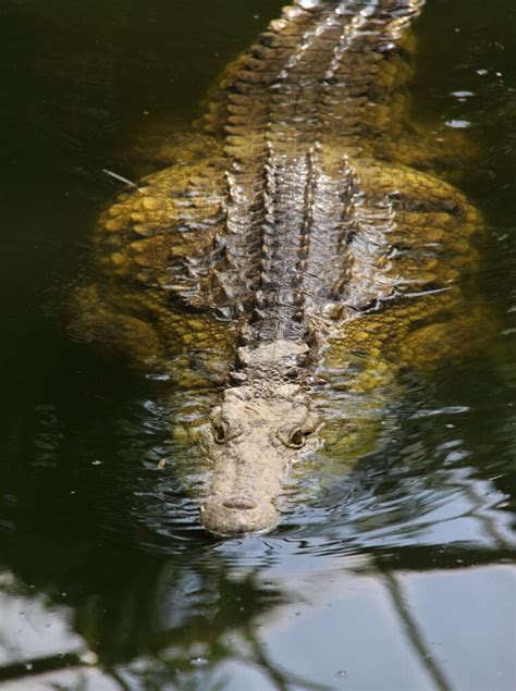 Watch a Giant Crocodile Snatch a Deer From the Bank of a River in Brutal Ambush - American Oceans