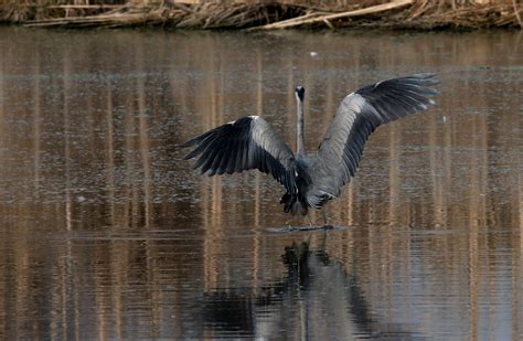 Sfumature Di Grigio L Airone Cenerino Sta Per Spiccare Flickr