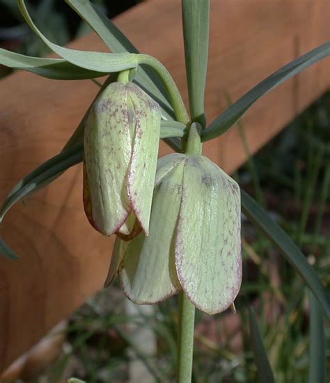 Fritillaria Involucrata North American Rock Garden Society